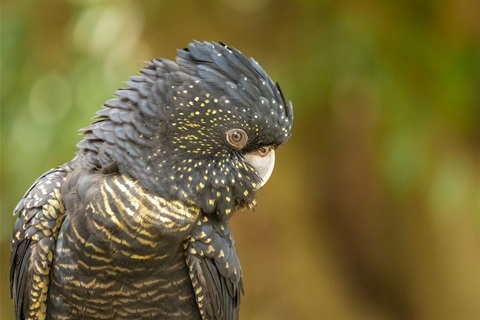 cockatoo