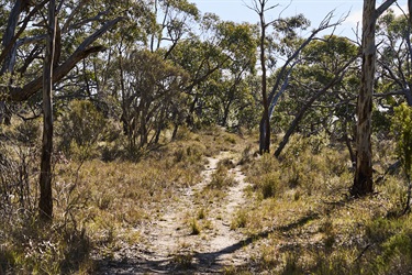 2024_Kaniva_Billyho-Bushwalk_22_low-res.jpg