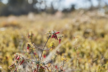 2024_Kaniva_Billyho-Bushwalk_35_low-res.jpg