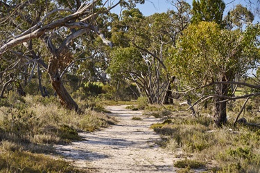 2024_Kaniva_Billyho-Bushwalk_9_low-res.jpg